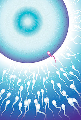 ovulation-getting-pregnant